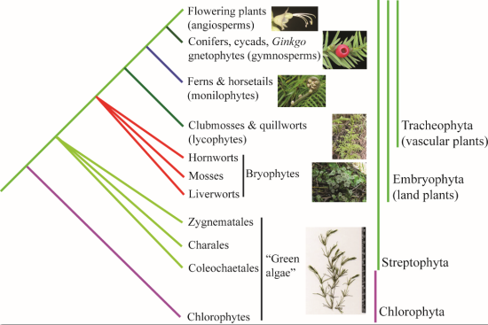 Phylogenetic tree summarizing relationships among major lineages of green plants (Viridiplantae)